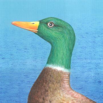 Vadréce
